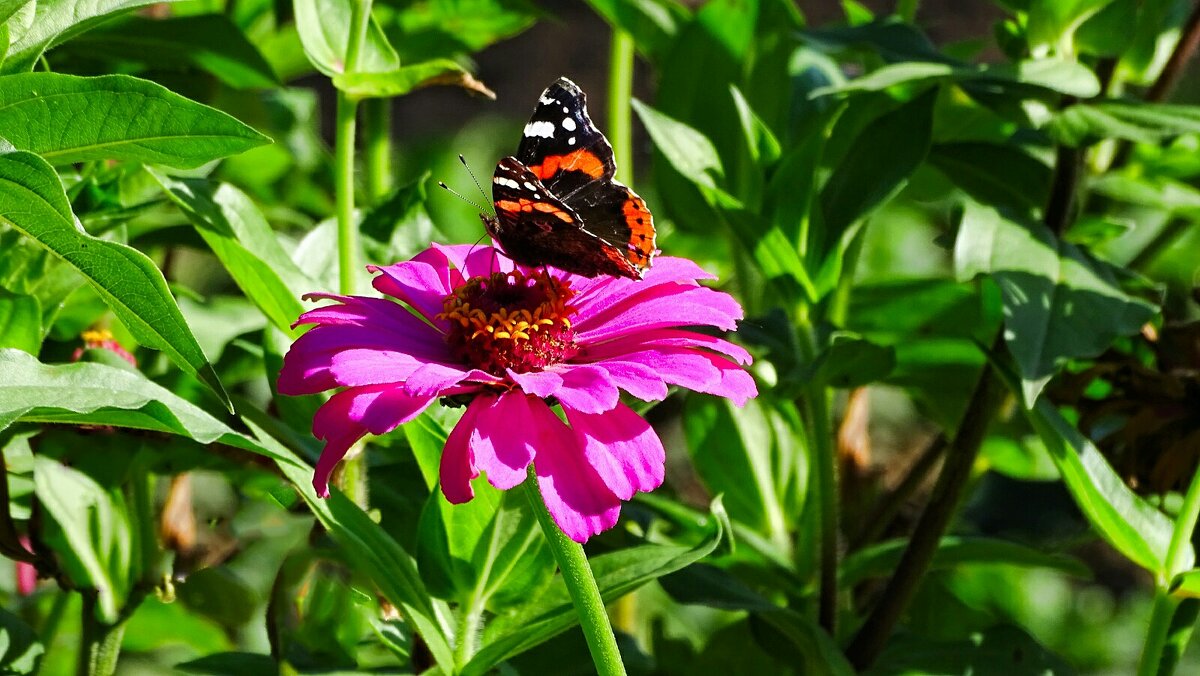О бабочках. - Милешкин Владимир Алексеевич 