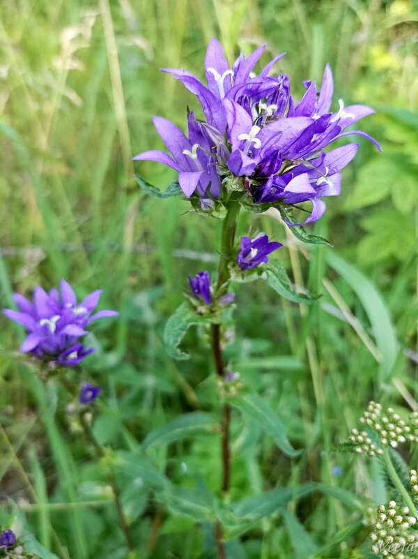 Колокольчики бывают разные... - Veera V Колокольчики бывают разные... - Veera V