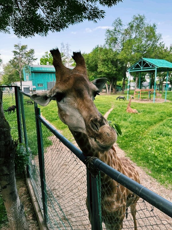Жираф, смеётся... - Георгиевич 