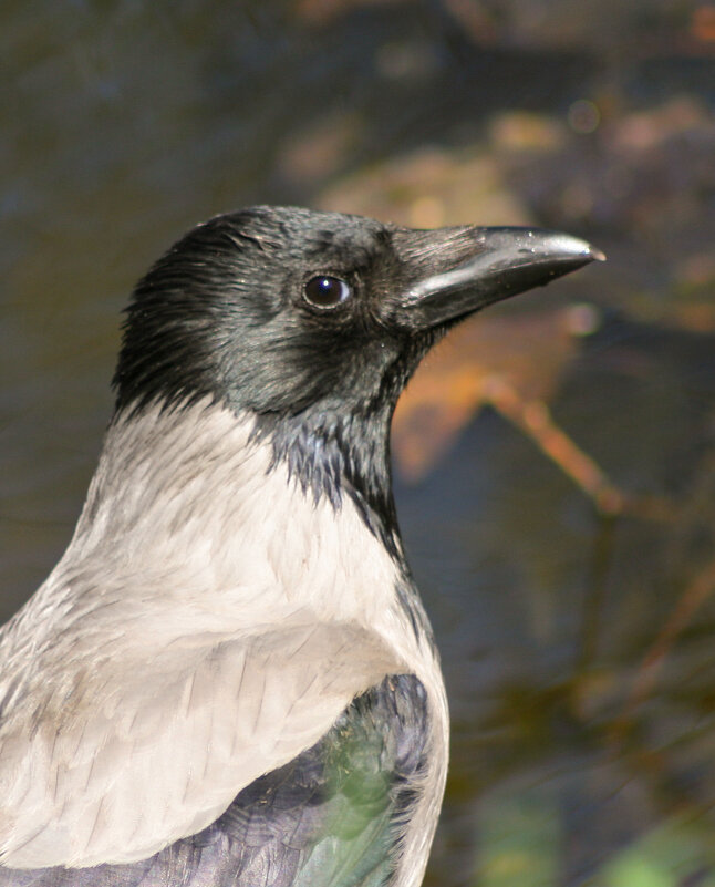 Птичьи портреты: кто на свете всех умнее? - Игорь Викторов