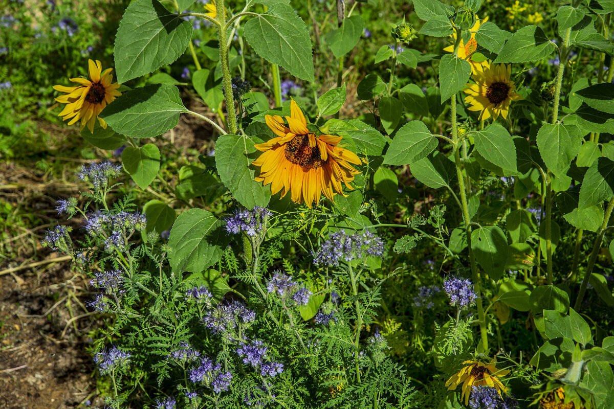 Подсолнухи - Анатолий Чикчирный