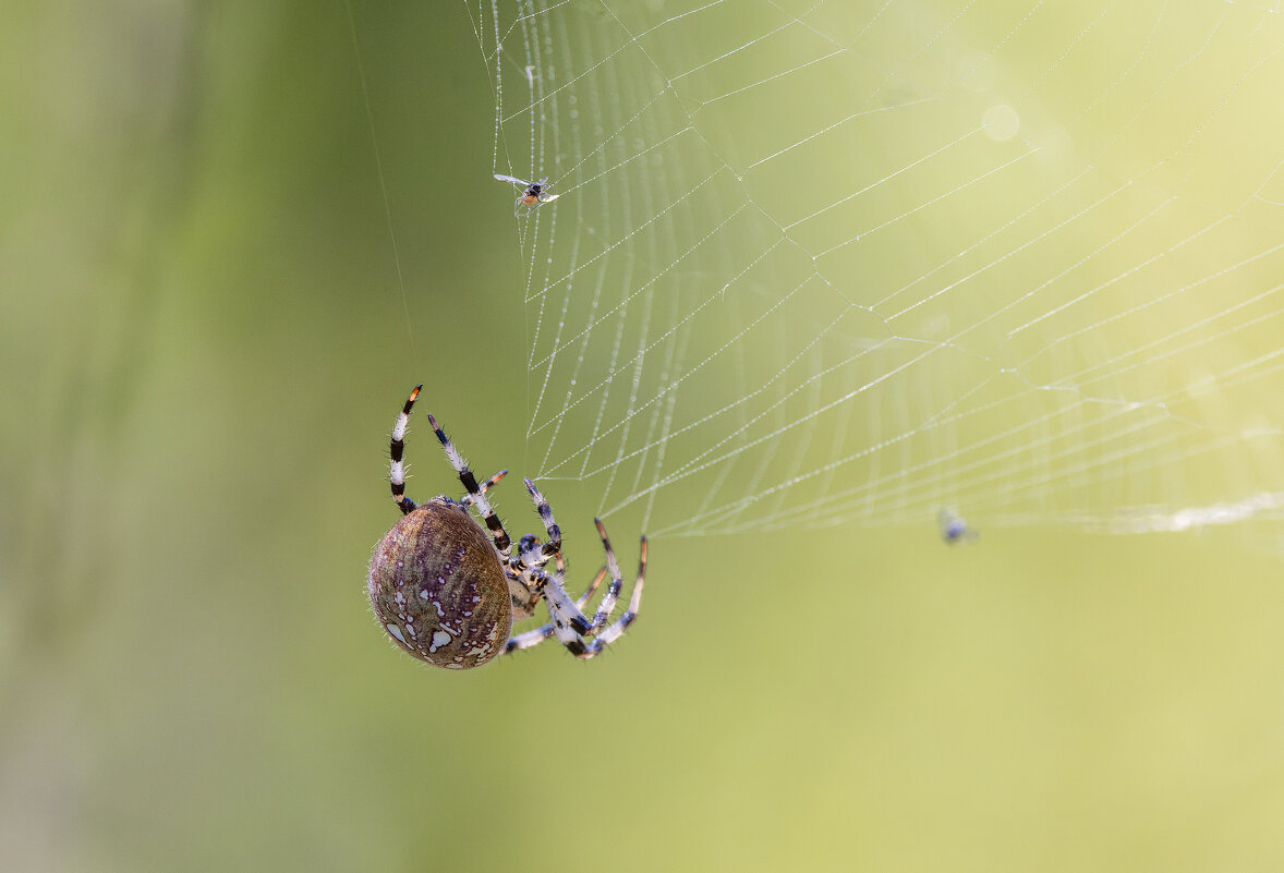 паук. - юрий макаров