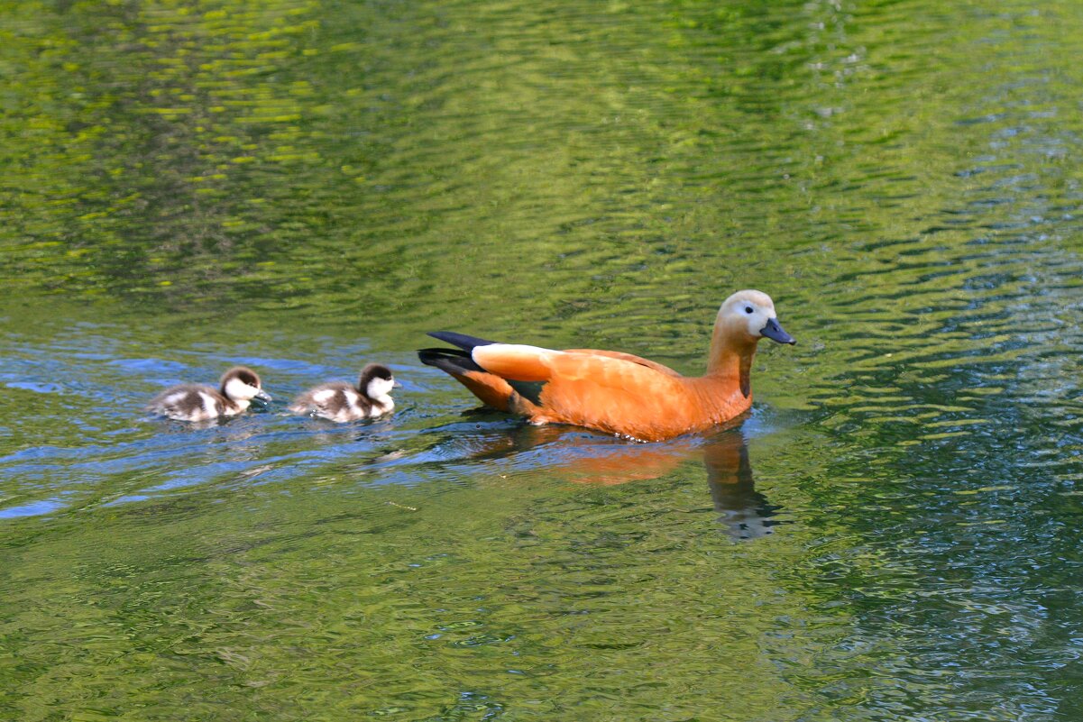 Огари - Константин Анисимов