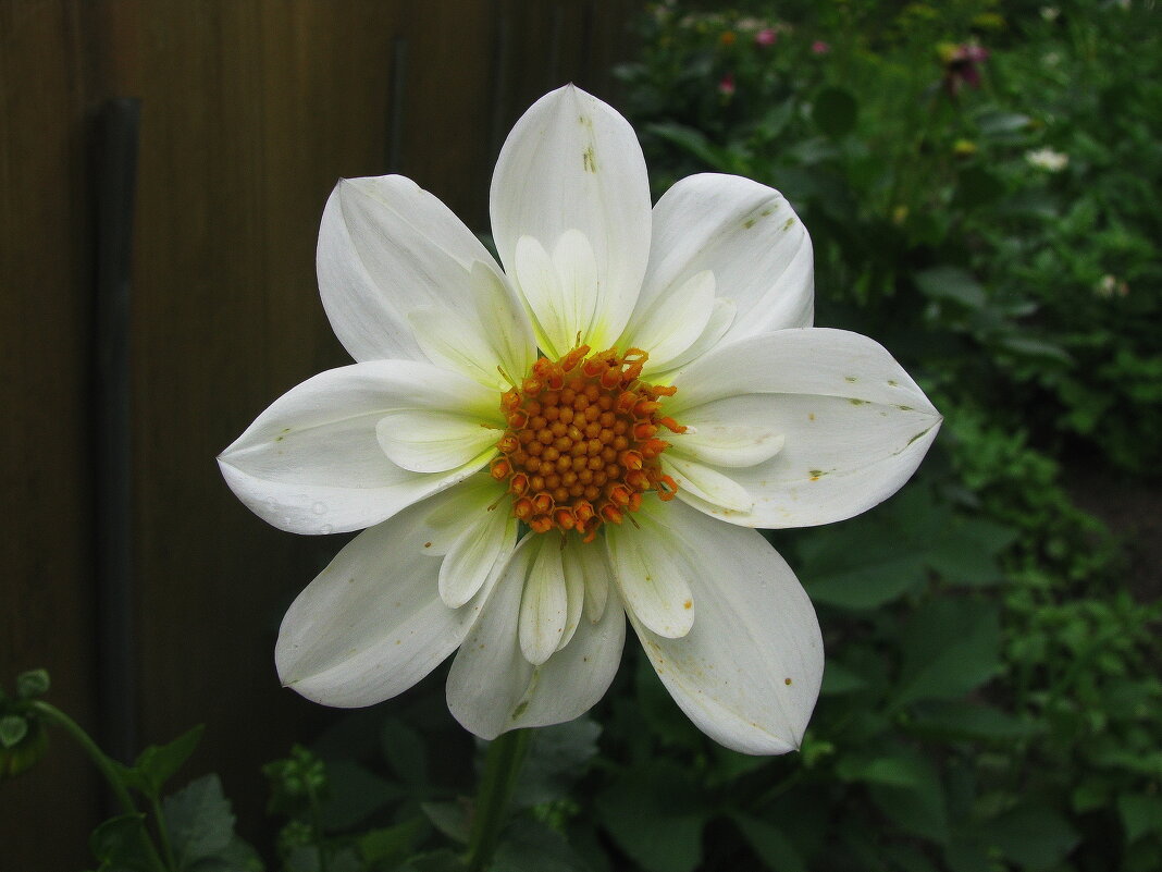 Нежная красота - Людмила Смородинская