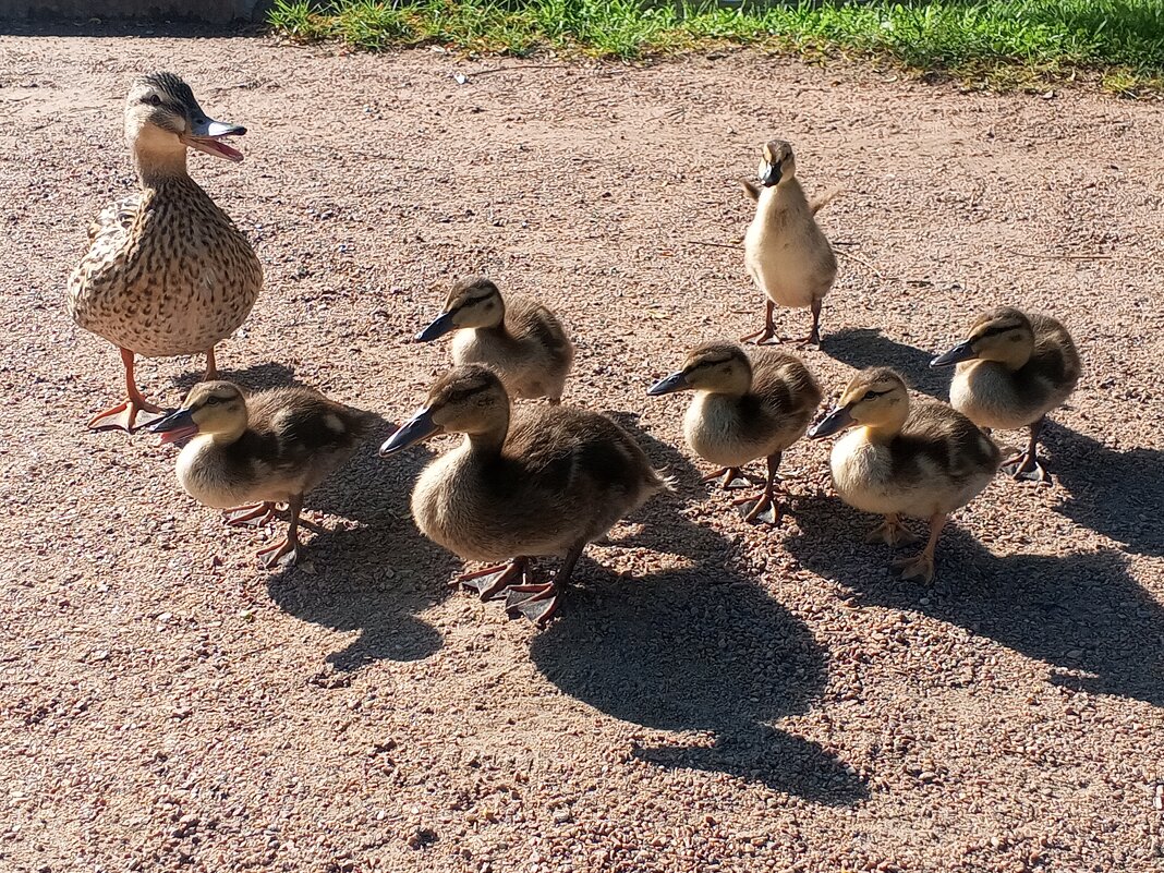 Утята - Сапсан 