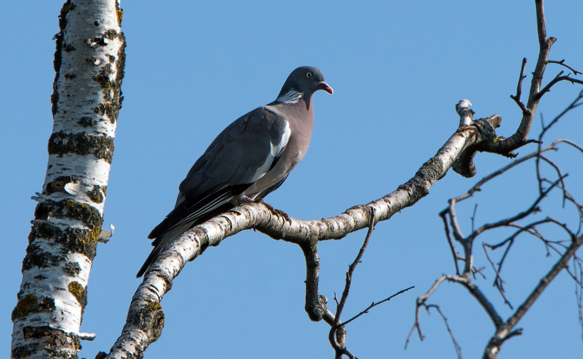 Вяхирь. - Владимир Безбородов