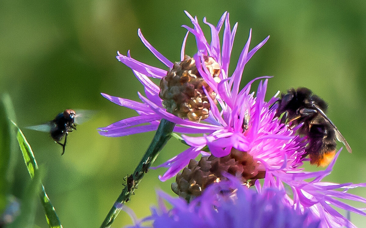 *** - Владимир Безбородов *** - Владимир Безбородов