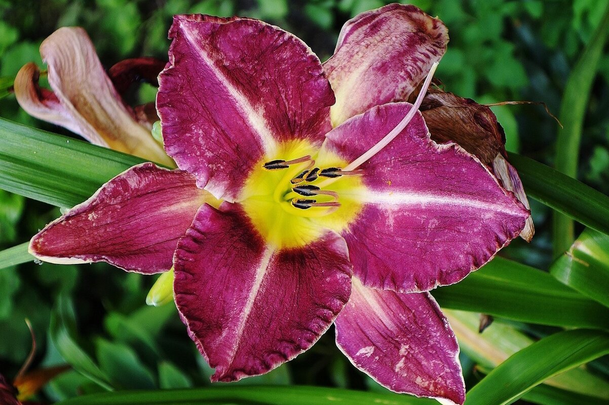 Лилейник - Рита Симонова