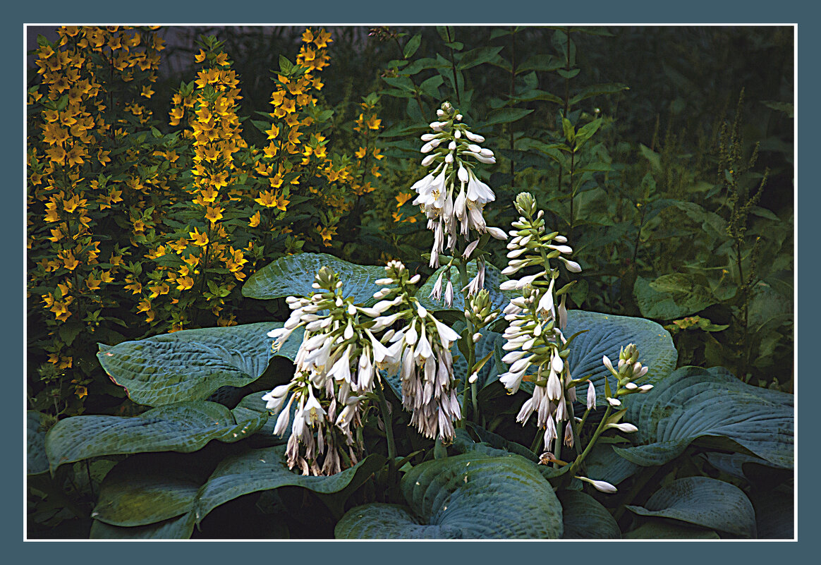 Клумба, хоста - Владимир Кроливец Клумба, хоста - Владимир Кроливец