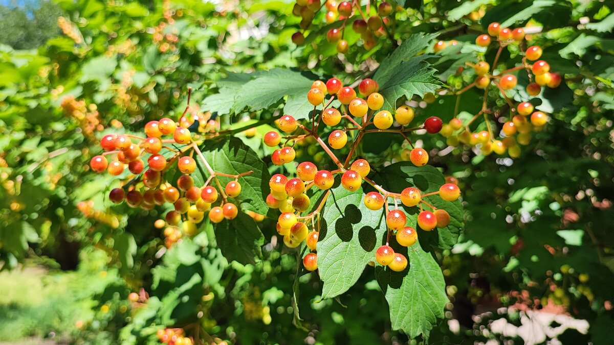 ,,, - Сергей Тимоновский