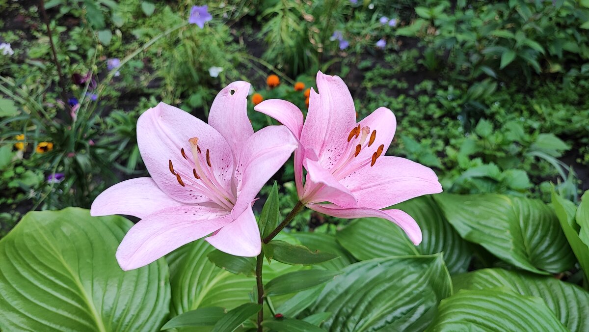 ,,,, - Сергей Тимоновский ,,,, - Сергей Тимоновский