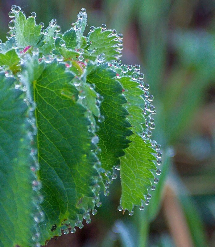 Утреннее украшение. - Алексей Трухин Утреннее украшение. - Алексей Трухин