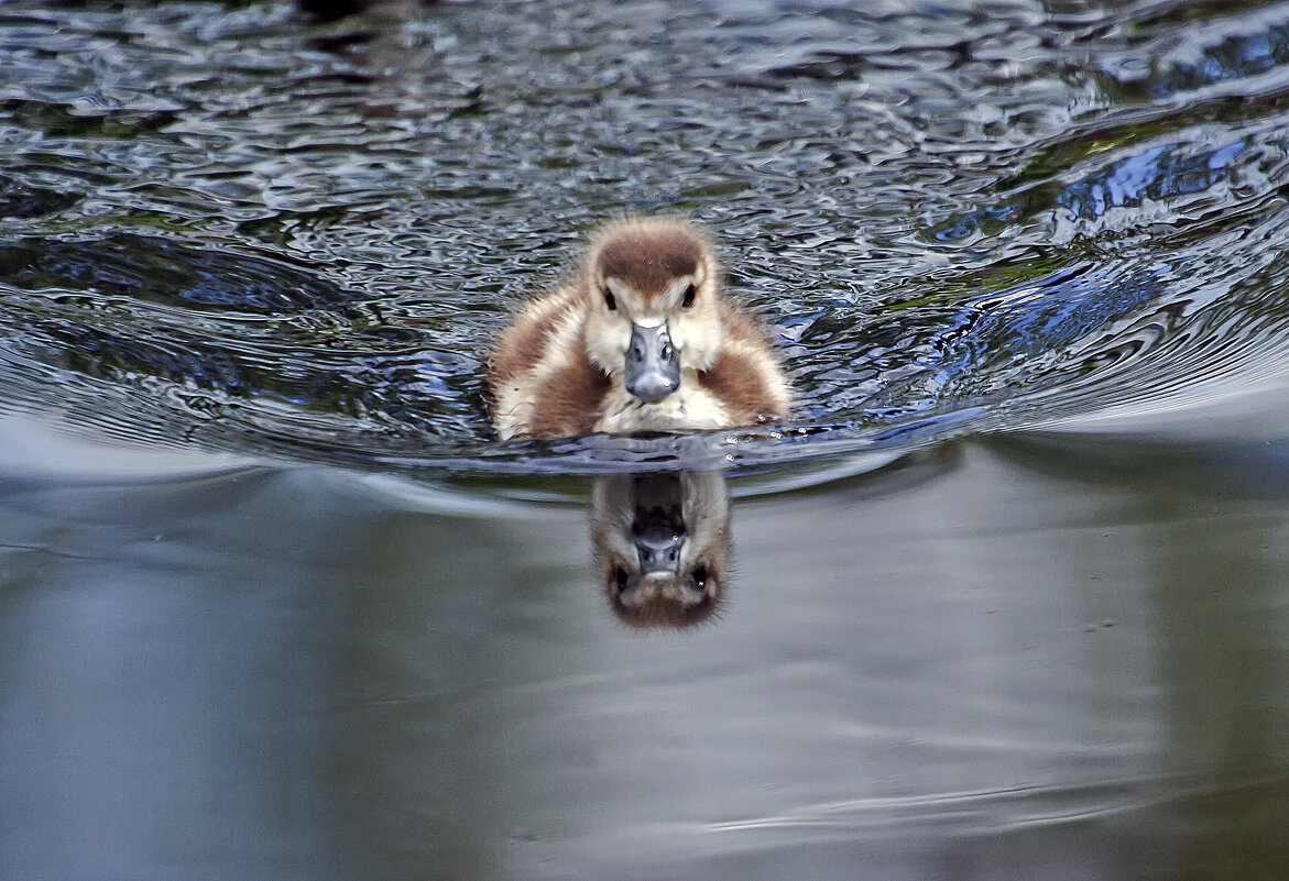Утенок нильского гуся - Андроник Александр 