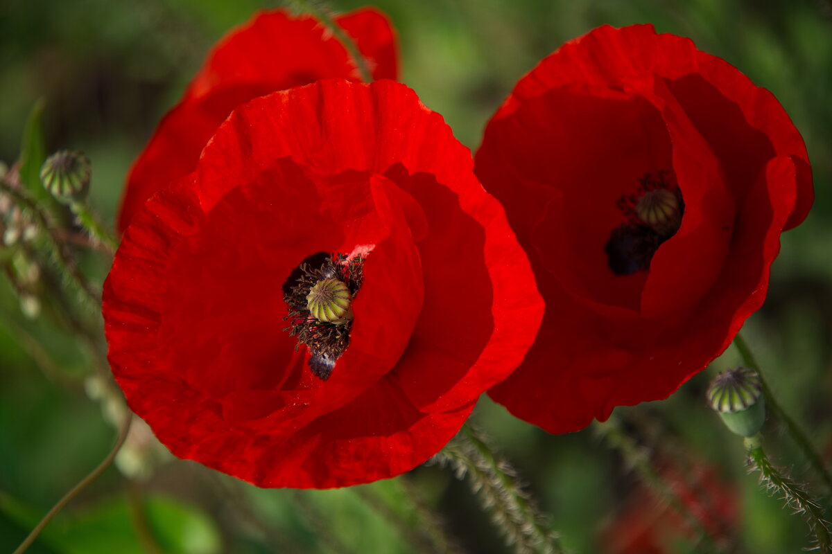 лето - Всеволод лето - Всеволод