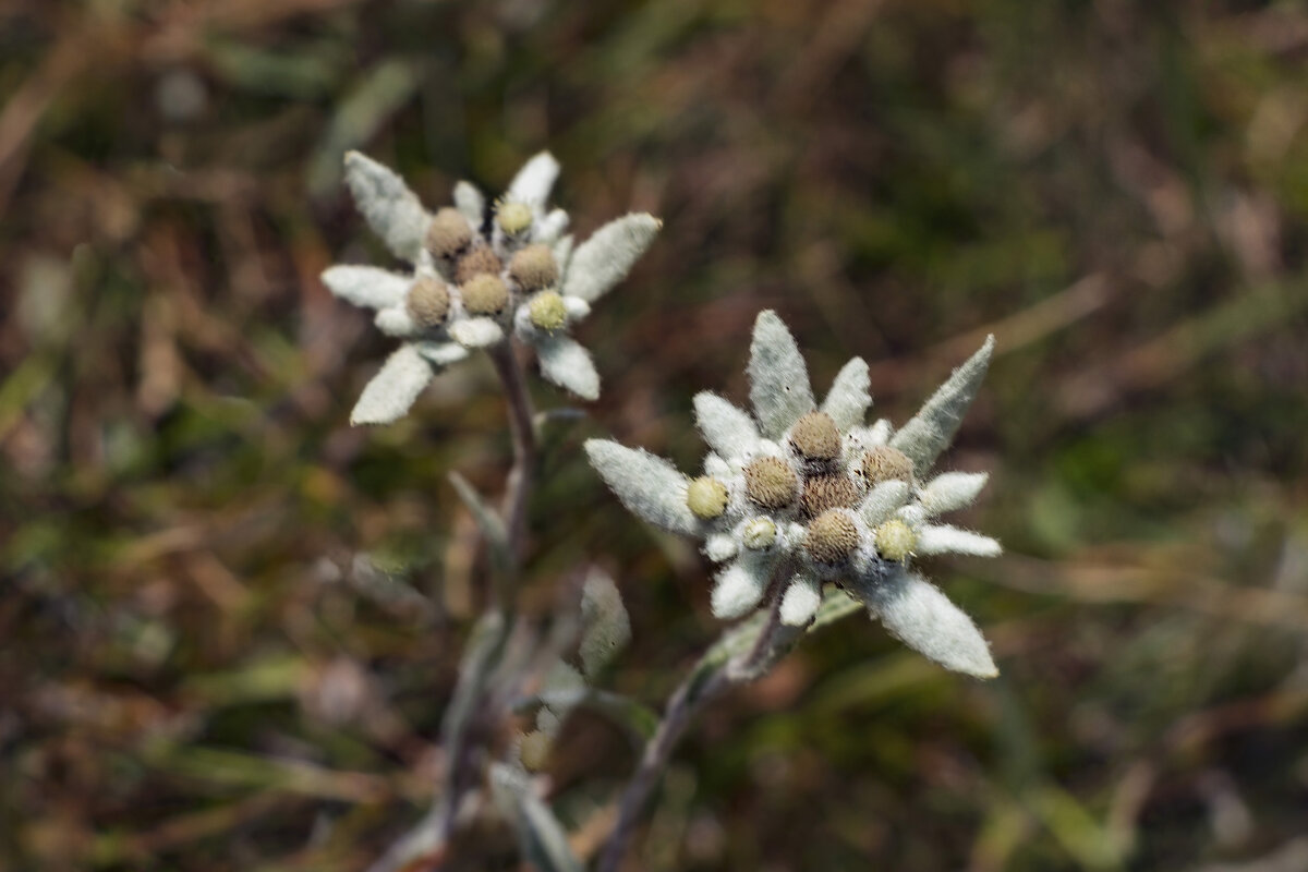 Эдельвейсы - LudMila 