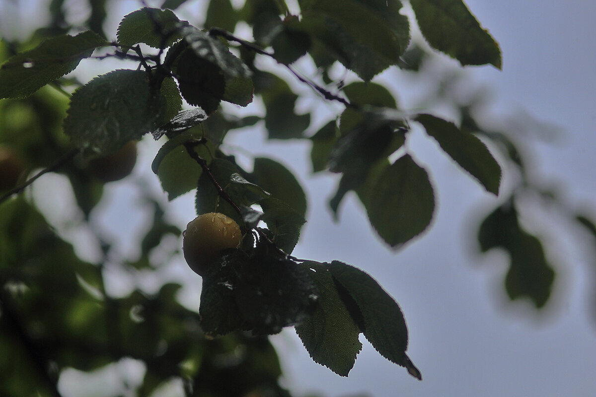 На фоне неба - Юрий Гайворонскiий