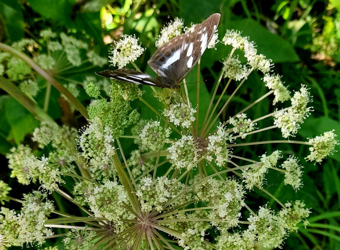 Дягиль и бабочка . - Мила Бовкун