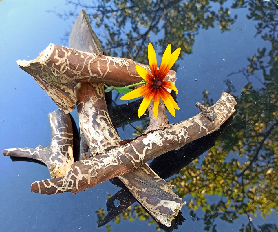 Как природа многогранна! - veilins veilins Как природа многогранна! - veilins veilins