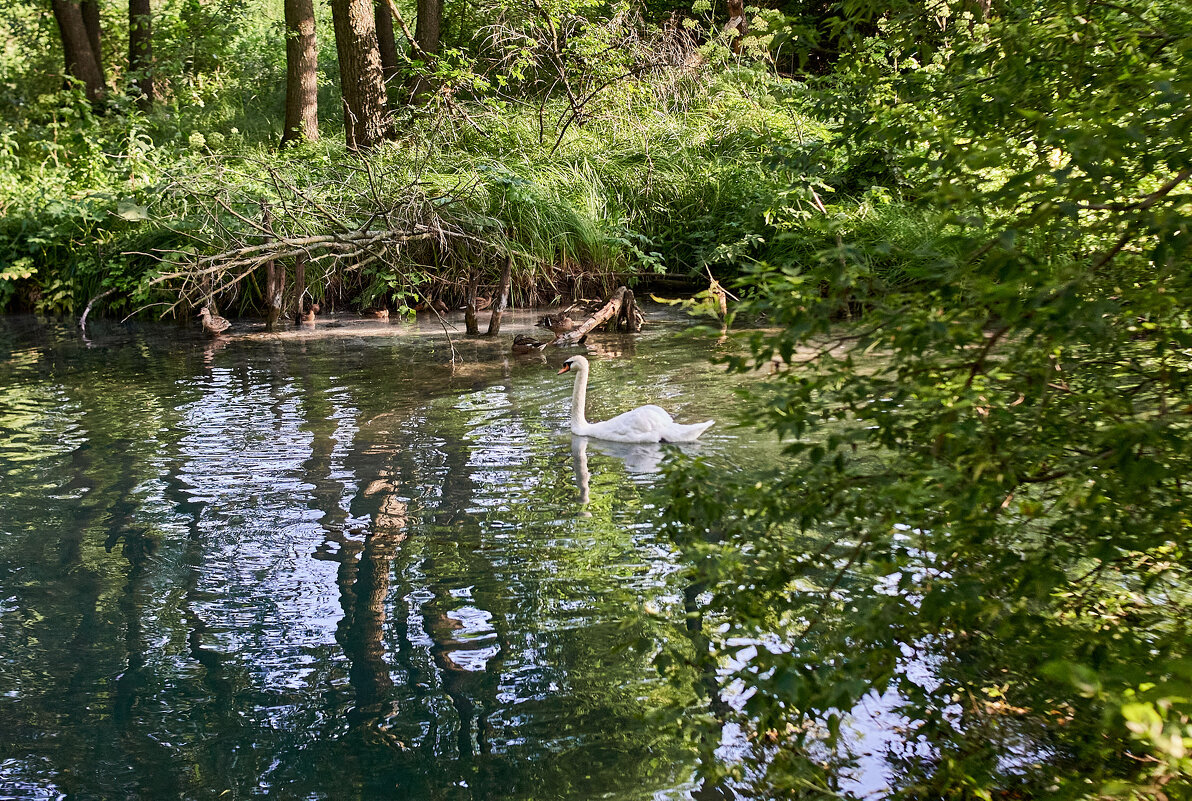 Лебедь в Шопино - Александр Леонов