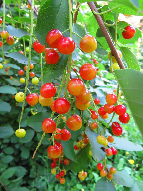 Плоды красной черёмухи - Андрей Снегерёв Плоды красной черёмухи - Андрей Снегерёв