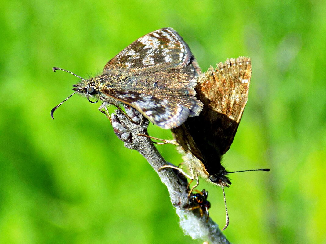 Толстоголовки Тагес - Константин Штарк Толстоголовки Тагес - Константин Штарк