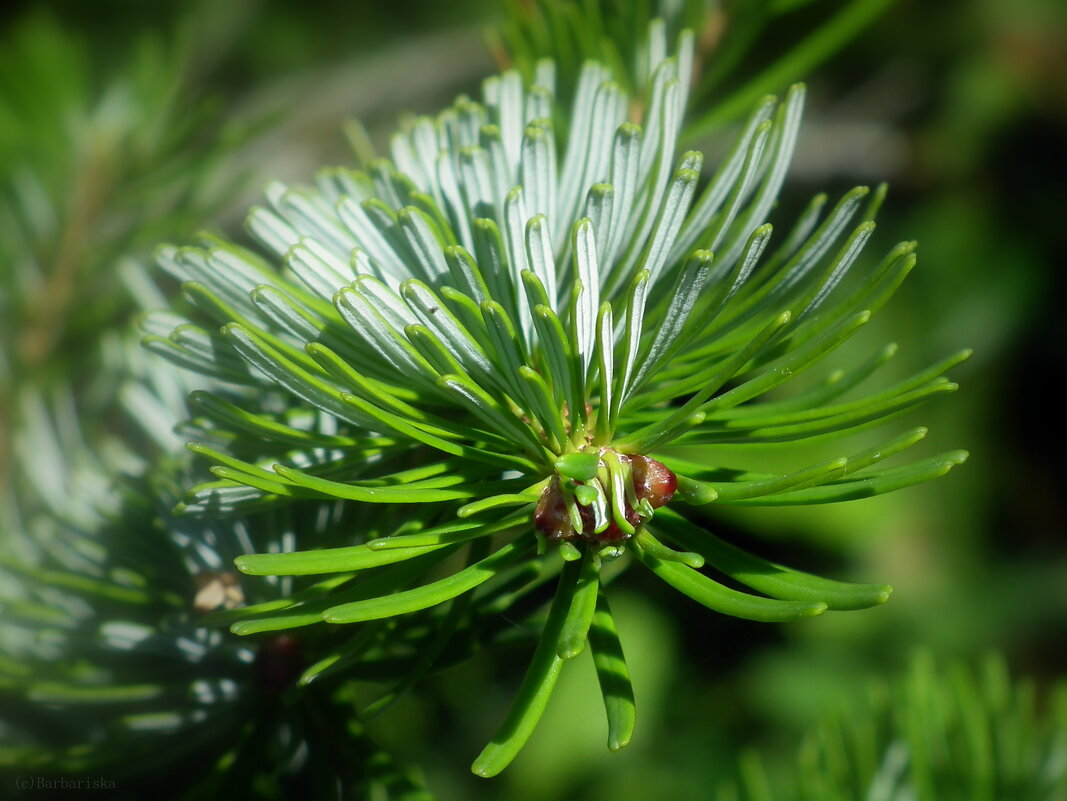 Ёлки-иголки - Оксана (Barbariska) Михайлова