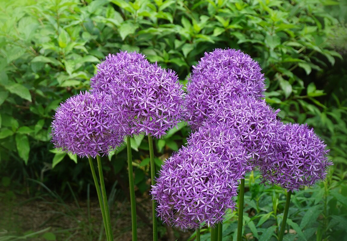 Аллиум - Ольга 