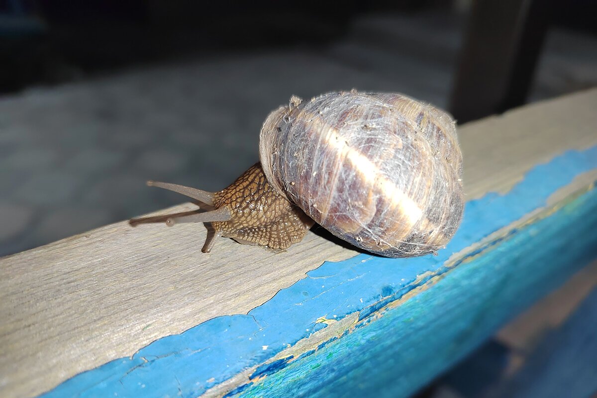 Улитка. Снимала  Саша - Фотогруппа Весна
