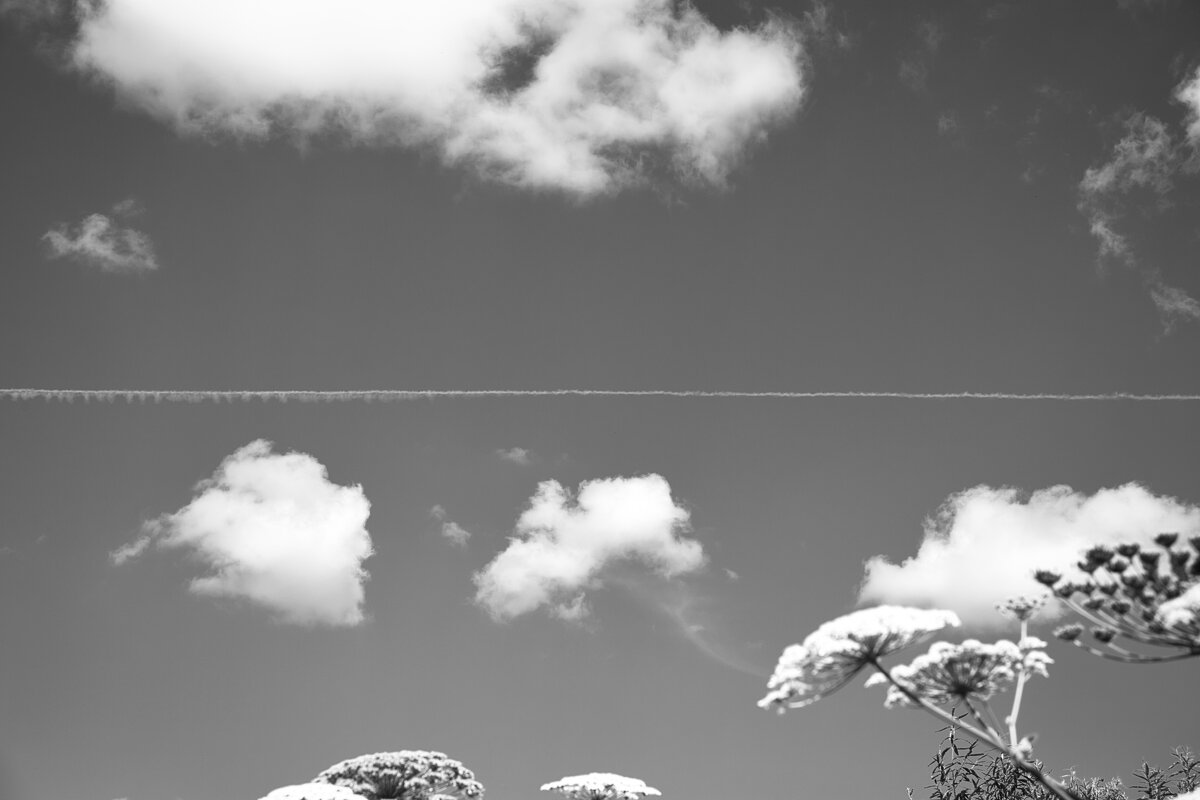 Я против борьбы с борщевиком! - Денис Безногов