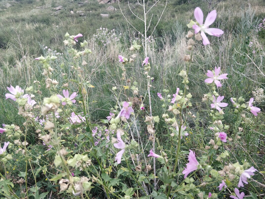 Лесные мальвы - Андрей Хлопонин