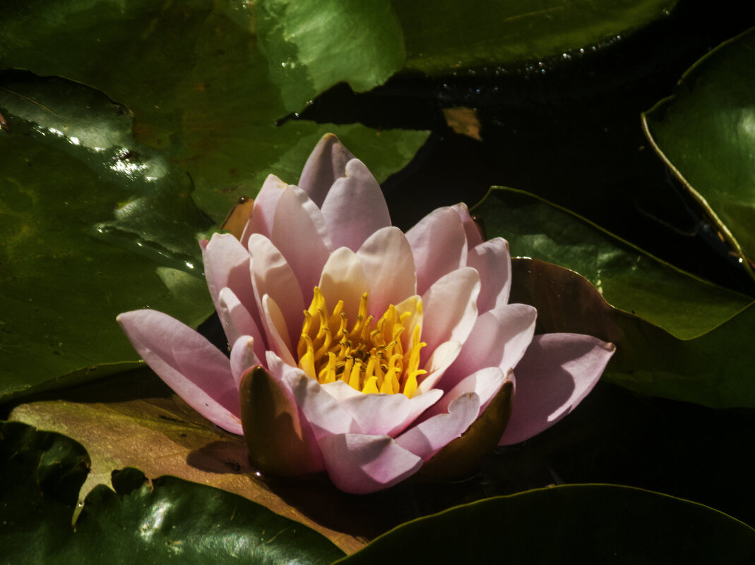 Розовая  Лилия - Валентин Семчишин