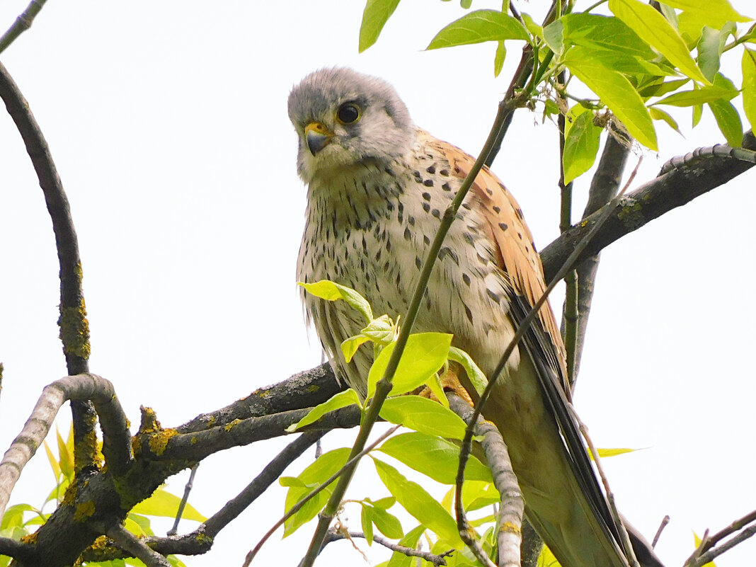 Пустельга - Лина 