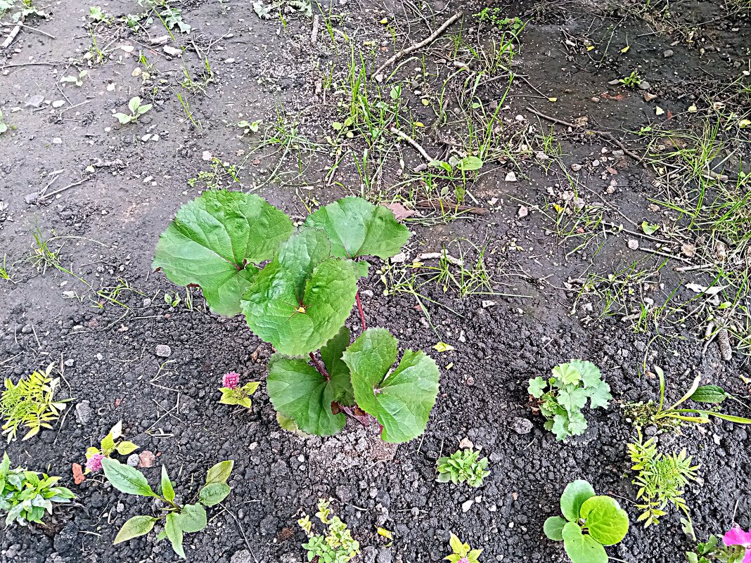 Цветы. - Владимир Драгунский