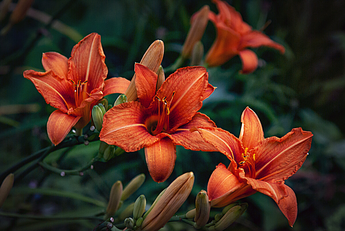 Лилии - Владимир Кроливец Лилии - Владимир Кроливец