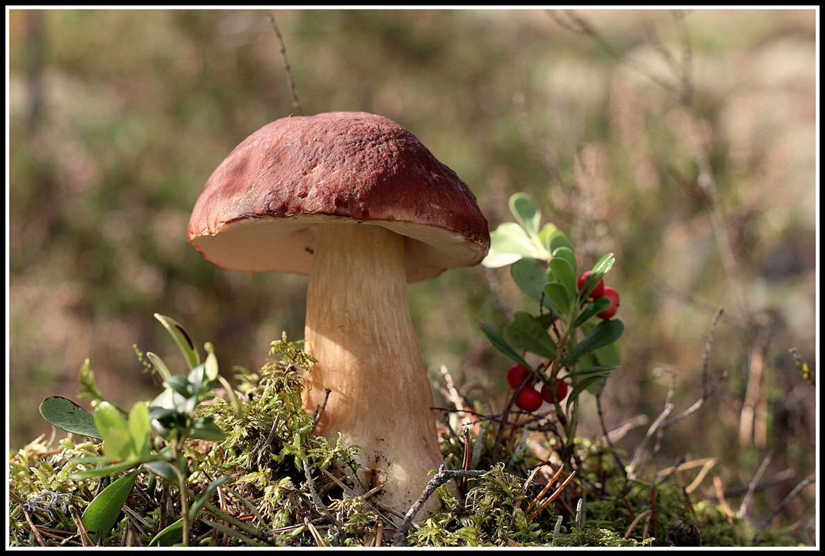 Боровичок - Aleksandr Gal