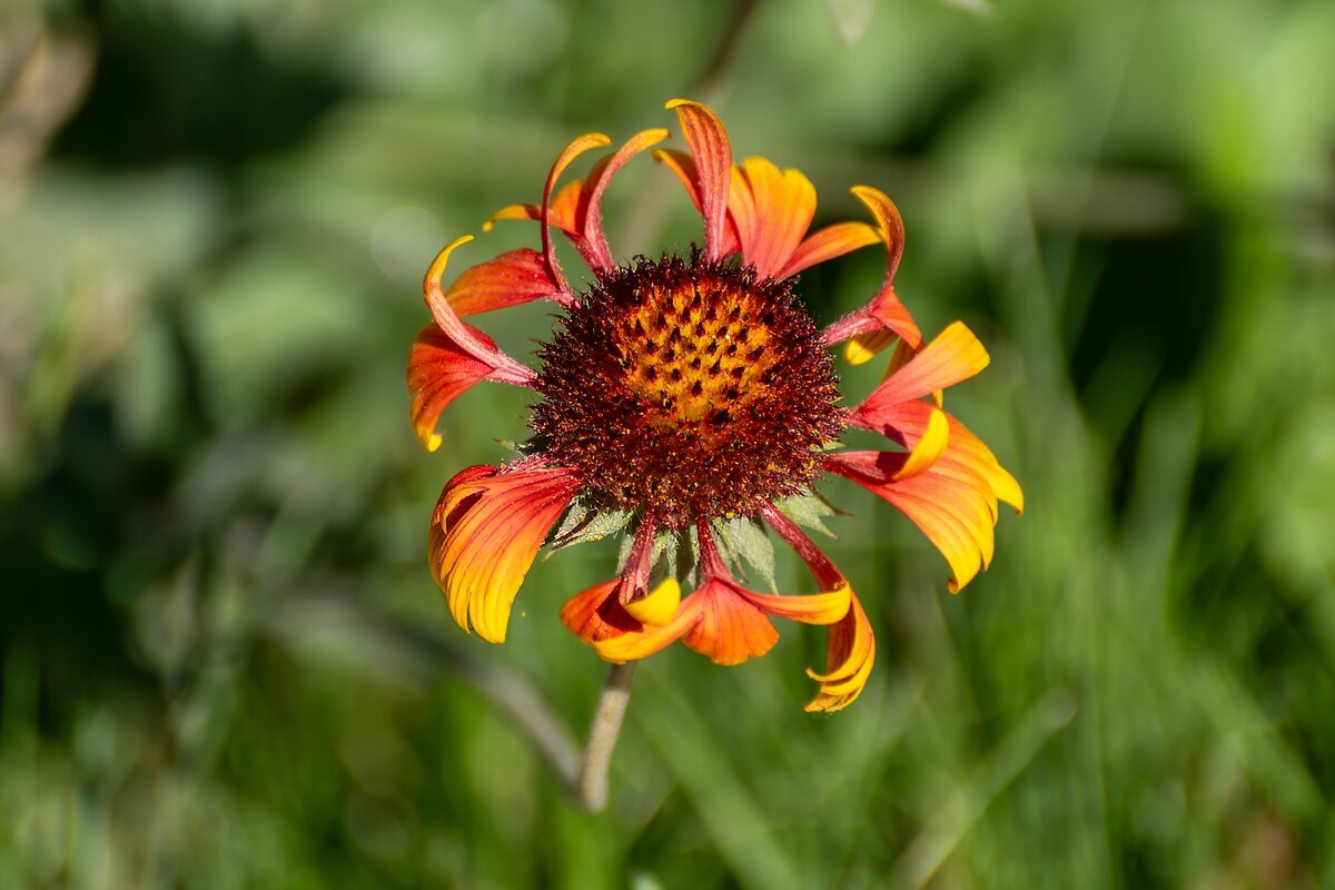 Гайлардия - Игорь Сикорский Гайлардия - Игорь Сикорский