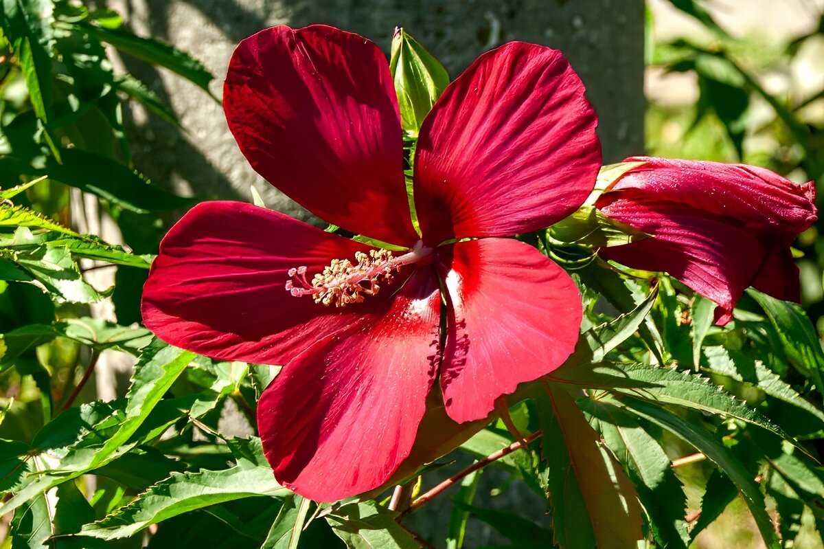 Гибискус - Игорь Сикорский Гибискус - Игорь Сикорский