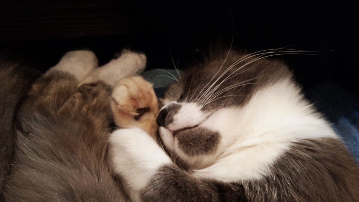 милота - Елена Шаламова