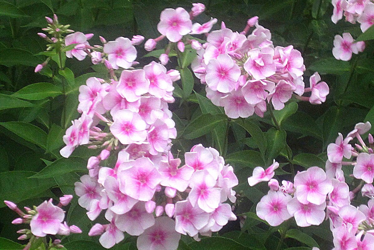 На улицах города - Елена Семигина На улицах города - Елена Семигина