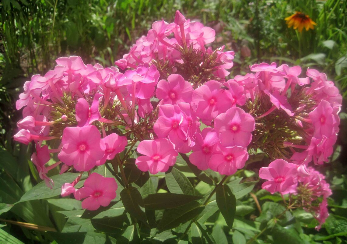 Флоксы - Елена Семигина