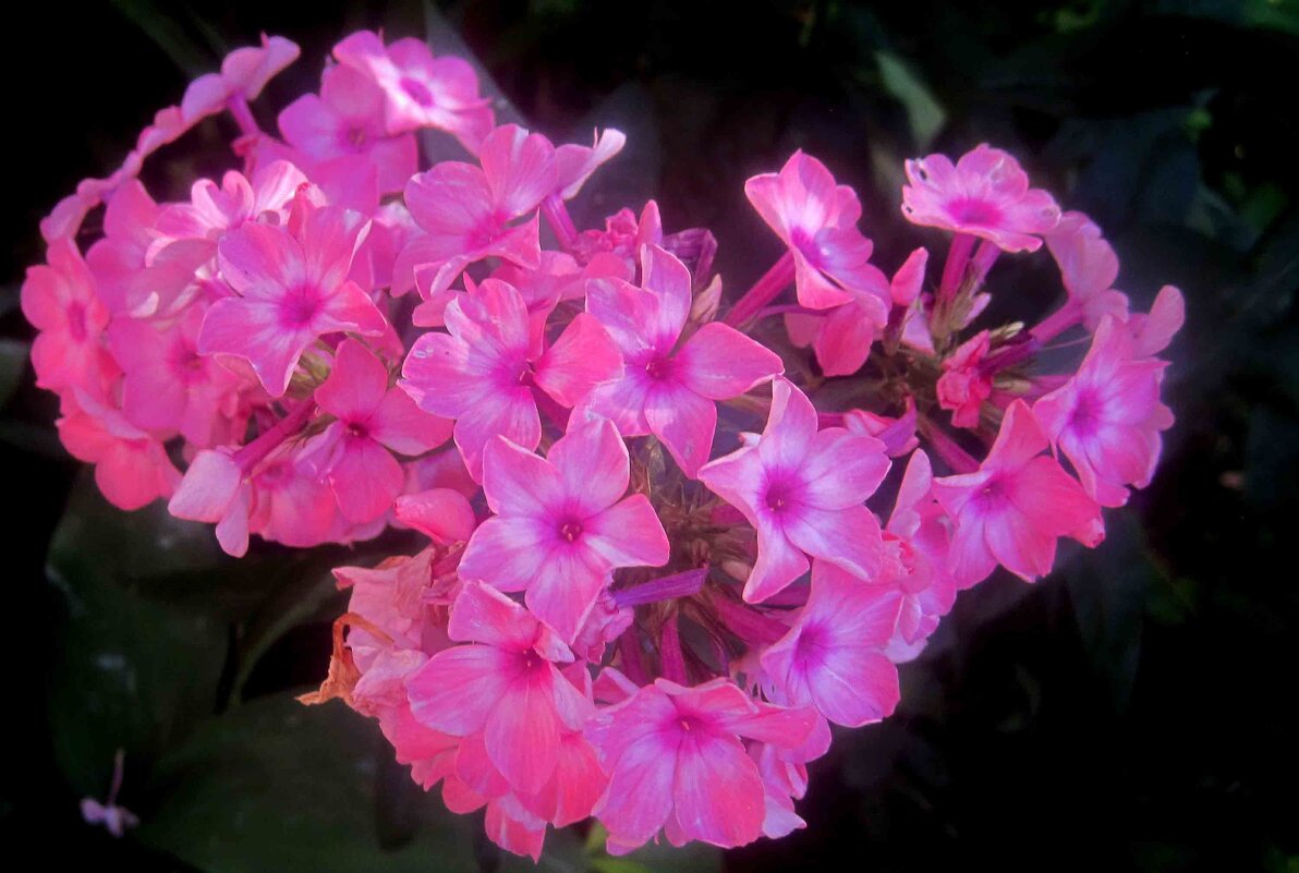 Флоксы - Елена Семигина Флоксы - Елена Семигина