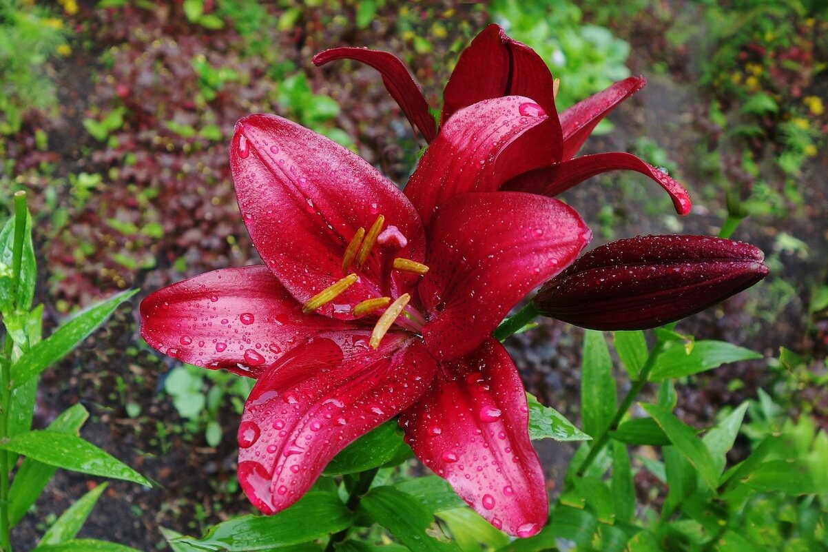 Лилия - Рита Симонова