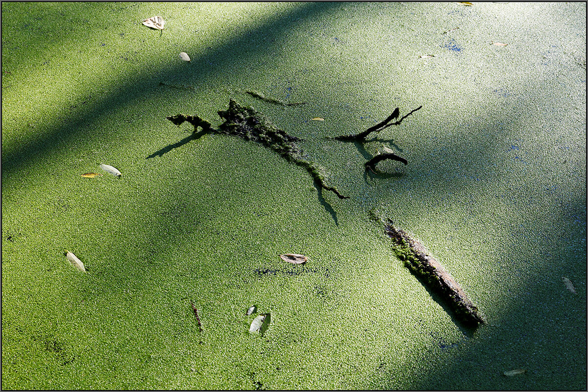 *** - Сергей Премонишын