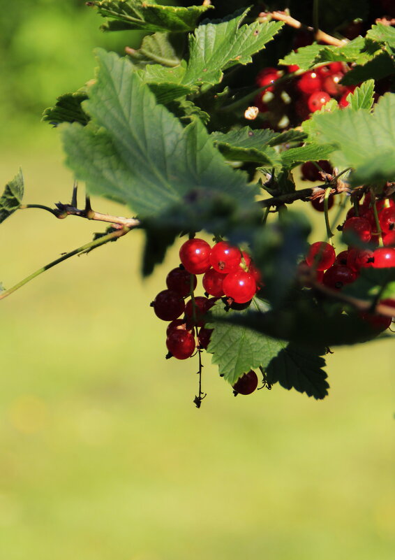 Смородинка в саду.. - Татьян@ Ивановна