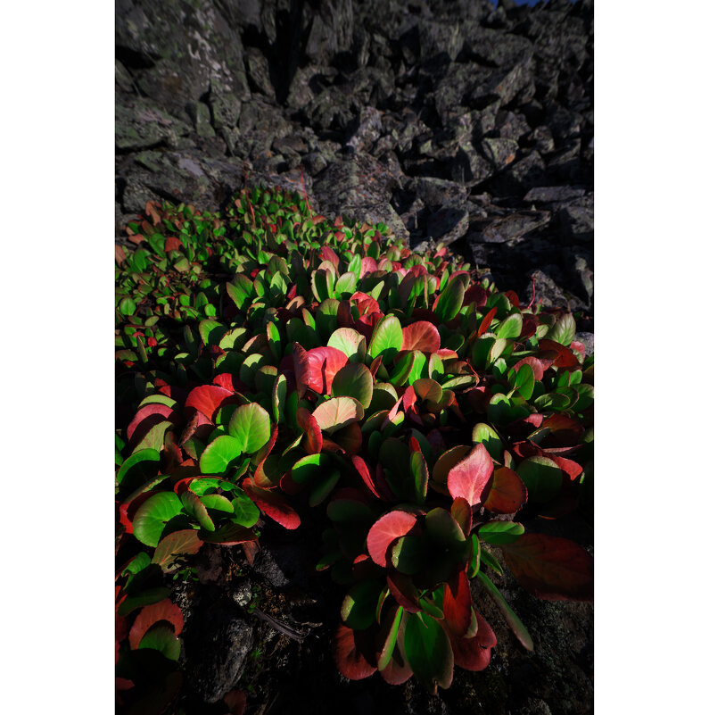 * - Александр Иванов