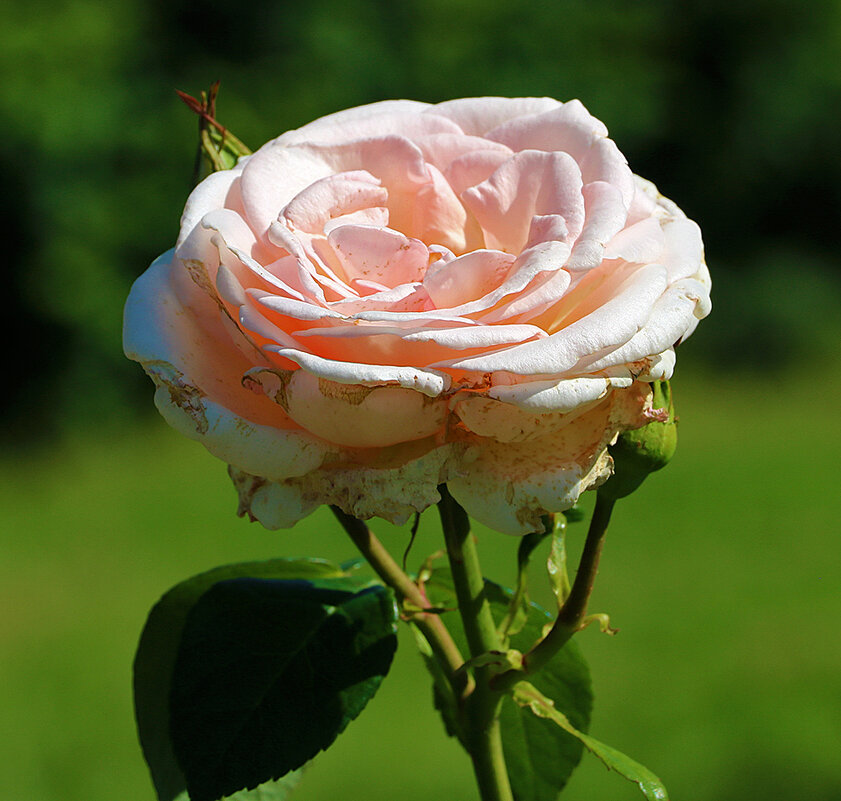 В ботаническом саду МГУ - Светлана В ботаническом саду МГУ - Светлана