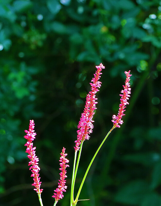 Горец (Змеевик стеблеобъемлющий) - Светлана 