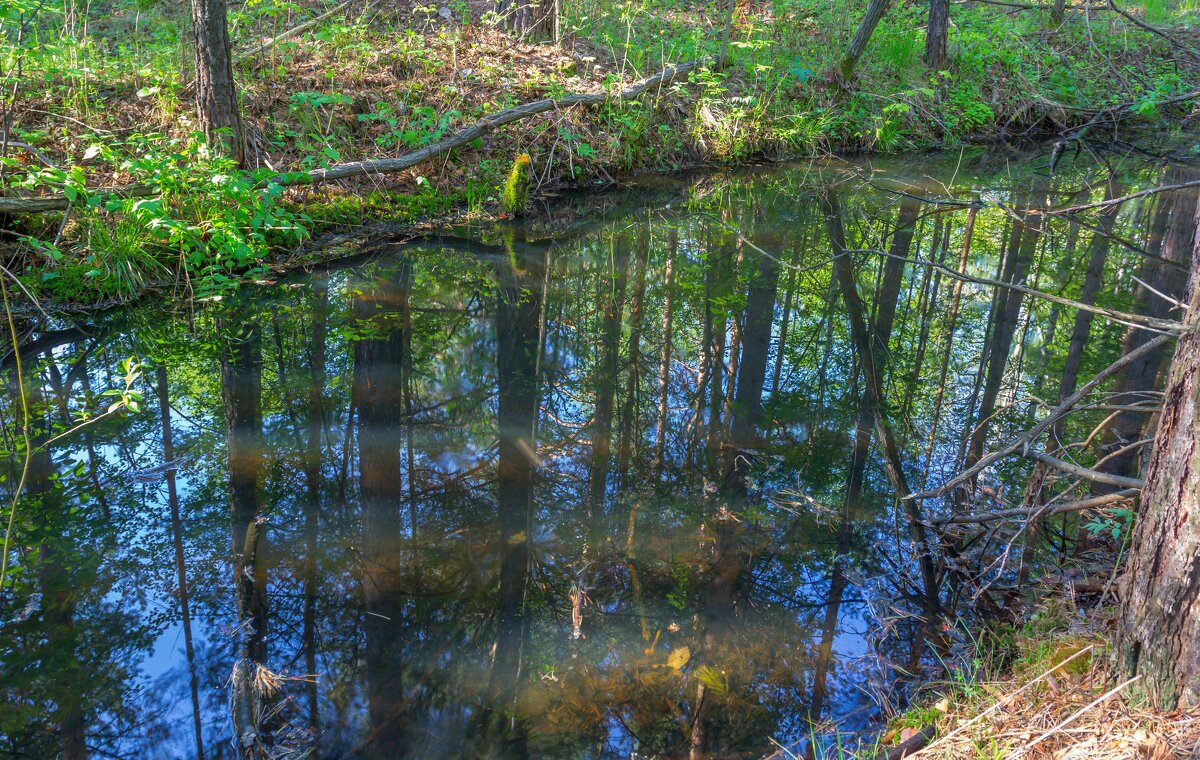 Отражение. Лесное болотце. - Алексей Трухин
