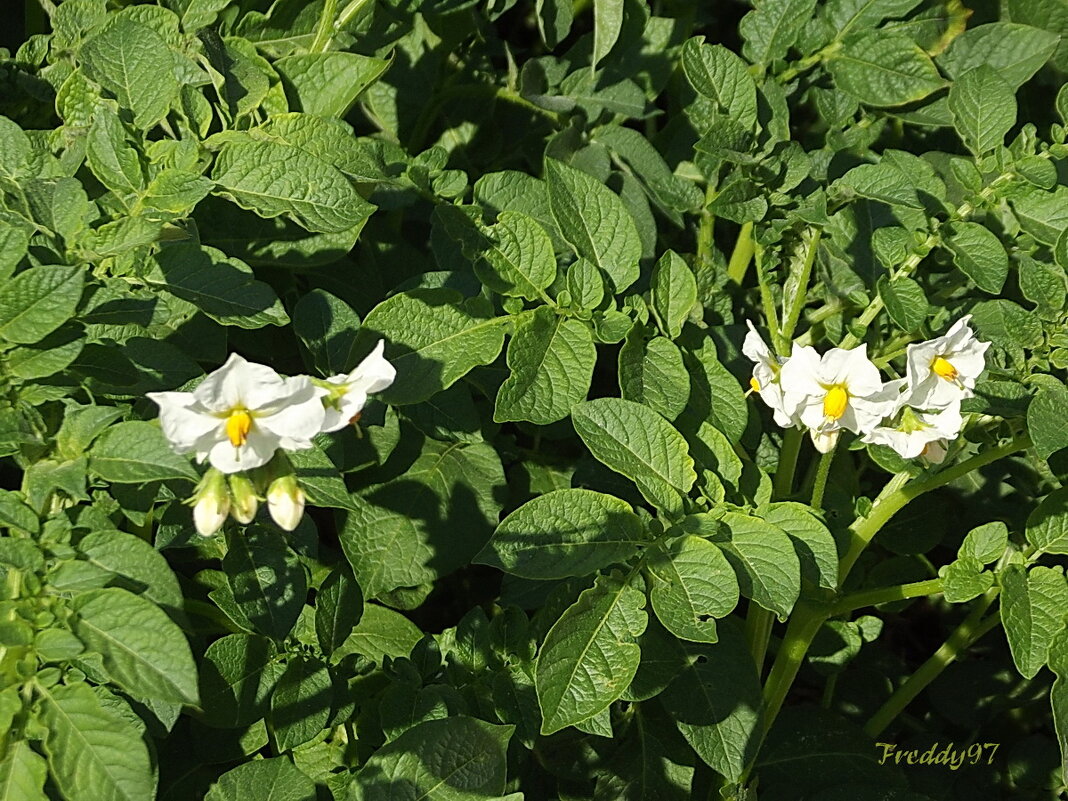 Картошечка - Freddy 97