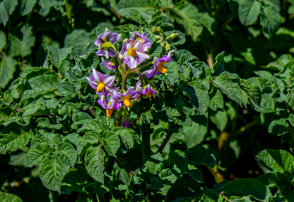 Сиреневые цветы картофеля - Светлана SvetNika17